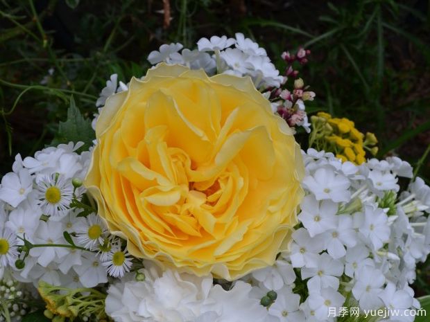 康帕内拉黄色月季(图1)