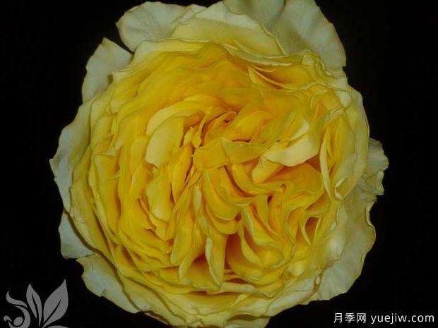 康帕内拉黄色月季(图2)