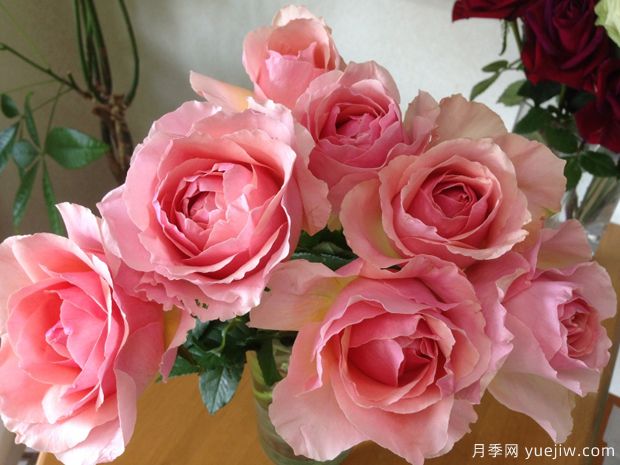 粉舞裙月季/粉色拉康帕内拉舞裙月季(图3)