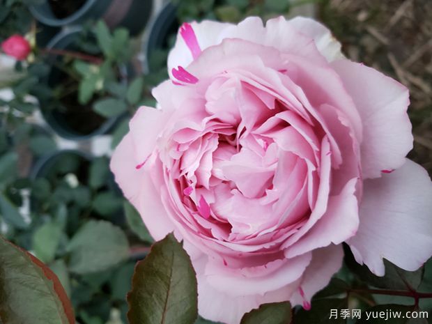 伊芙六号月季(图3)