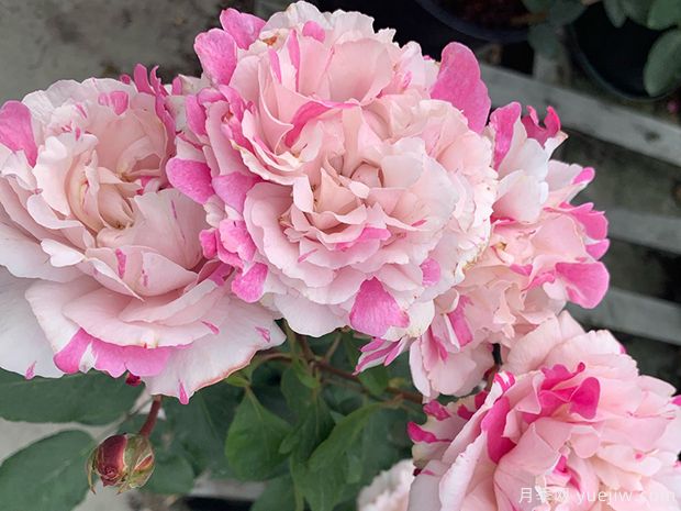 伊芙六号月季(图2)