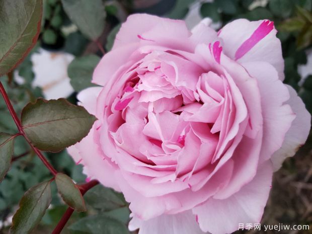 伊芙六号月季(图1)