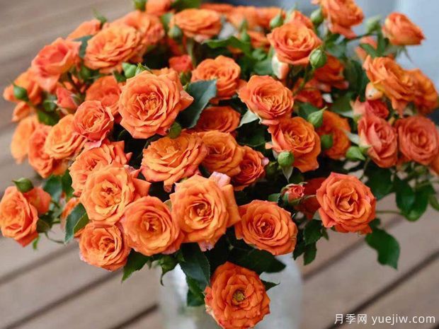 橙色芭比月季/橙色宝石月季(图1)