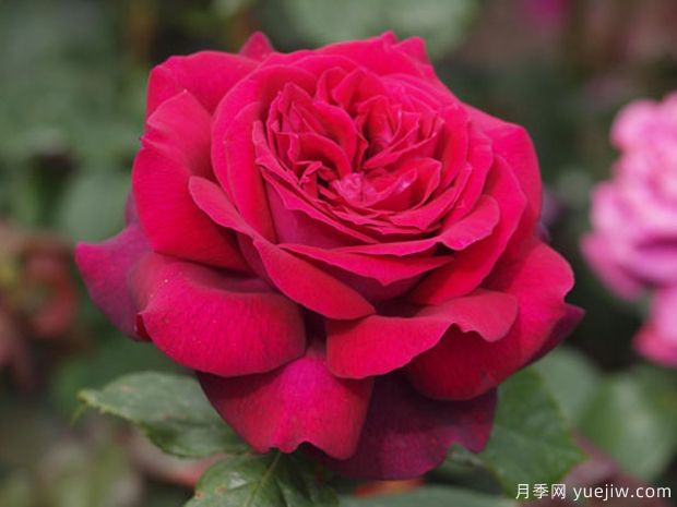 狄安娜伯爵夫人月季/暗夜芬芳/伯爵夫人戴安娜/暗之欲望(图2)