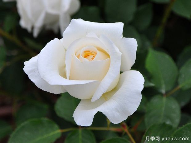 白色圣诞月季/白圣诞月季(图2)