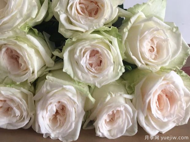 白色哈娜月季/白色欧哈娜/白荔枝玫瑰(图3)