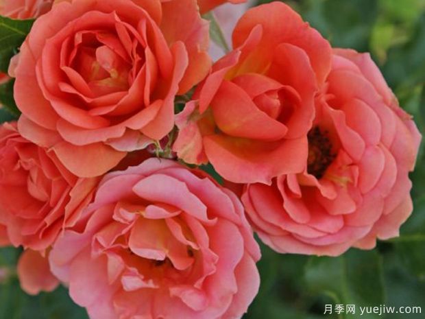 柑橘2016月季(图1)