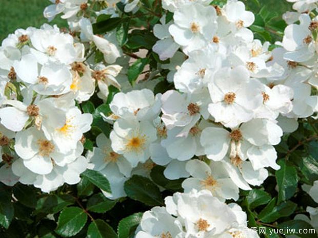 爱的精神月季(图3)