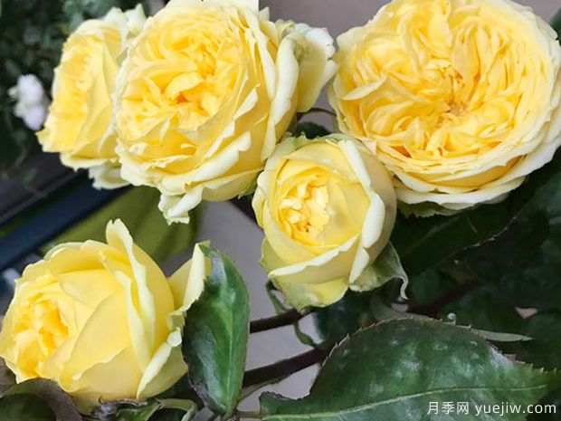 小黄鸡月季(图5)