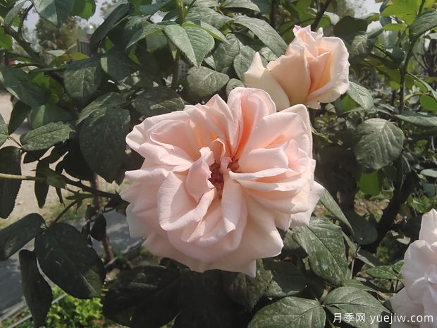 九重香月季(图1) 九重香月季(图1)