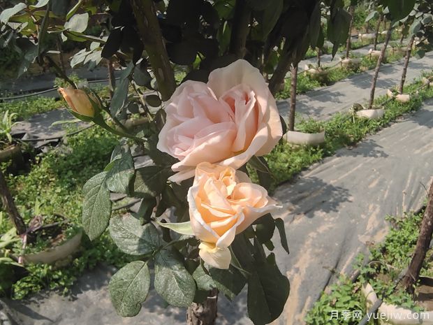 九重香月季(图3) 九重香月季(图3)