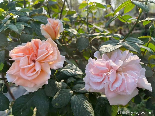 九重香月季(图2) 九重香月季(图2)