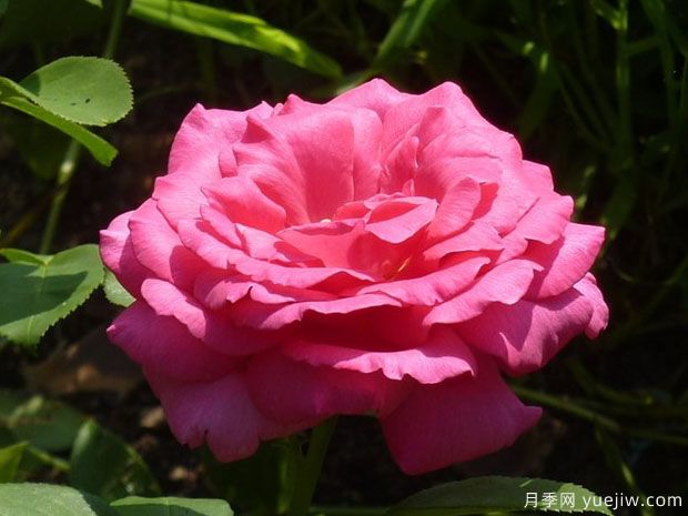 委拉斯凯兹月季(图1) 委拉斯凯兹月季(图1)