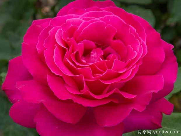 委拉斯凯兹月季(图2) 委拉斯凯兹月季(图2)