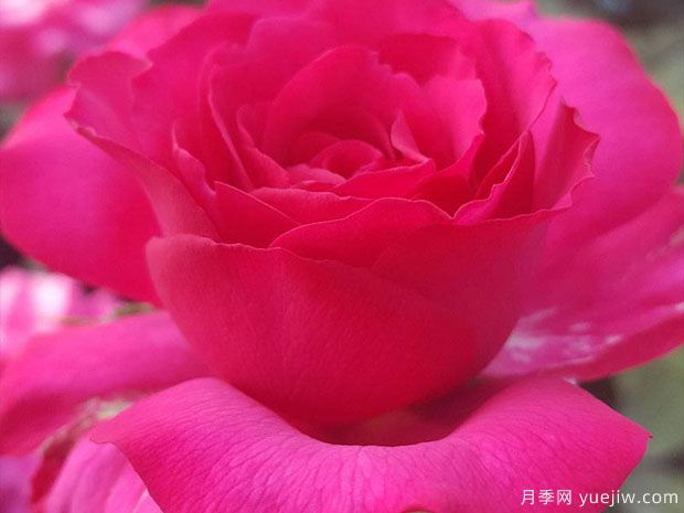 委拉斯凯兹月季(图3) 委拉斯凯兹月季(图3)