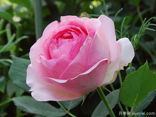 可能是最好用的玫瑰养护知识(图1) 可能是最好用的玫瑰养护知识(图1)