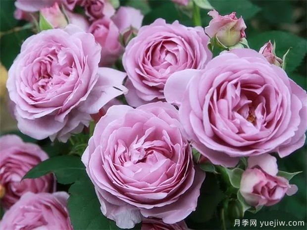 可能是最好用的玫瑰养护知识(图2) 可能是最好用的玫瑰养护知识(图2)