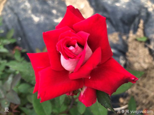 可能是最好用的玫瑰养护知识(图3) 可能是最好用的玫瑰养护知识(图3)