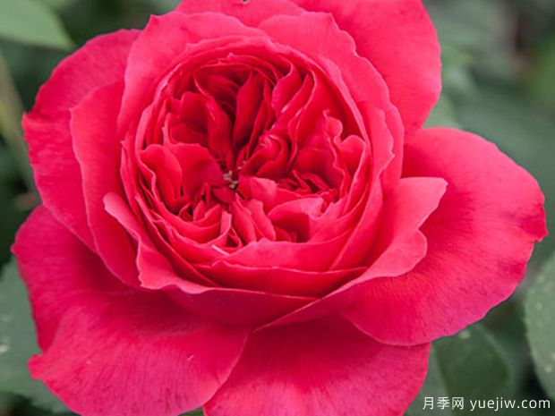 红丝带月季(图2)