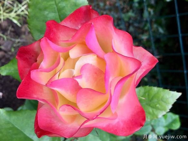 折纸月季(图2) 折纸月季/日式折纸(图2)