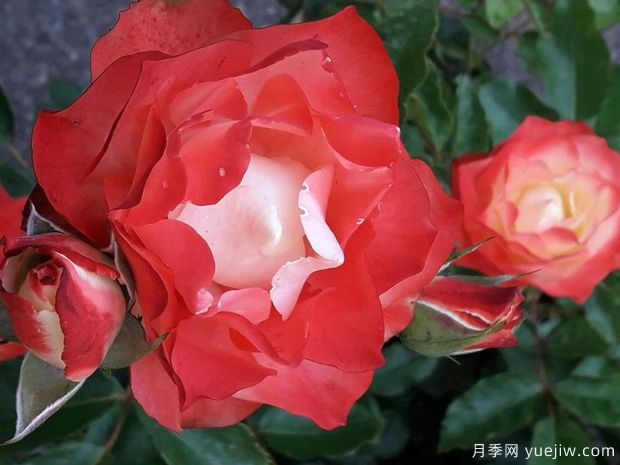 折纸月季(图3) 折纸月季/日式折纸(图3)