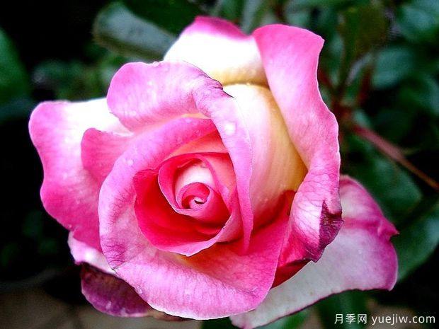 甜蜜喜悦月季(图1) 甜蜜喜悦月季(图1)