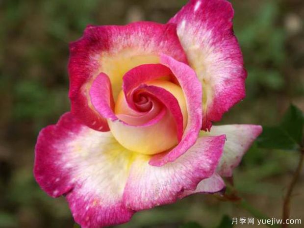 甜蜜喜悦月季(图2) 甜蜜喜悦月季(图2)