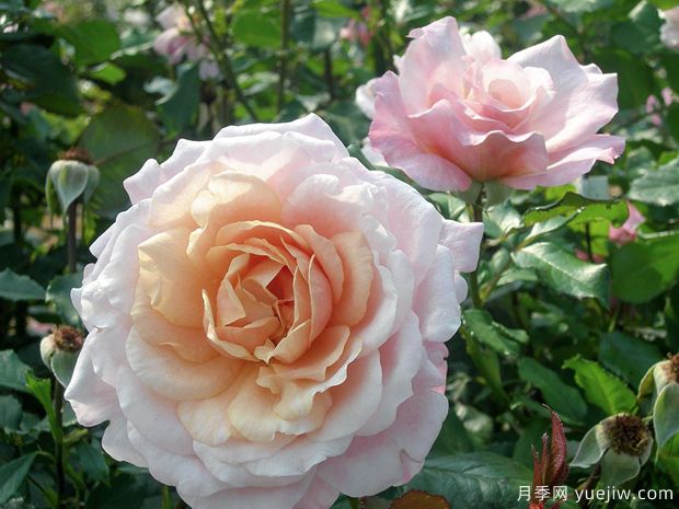 EVEcot月季(图1) EVEcot月季(图1)