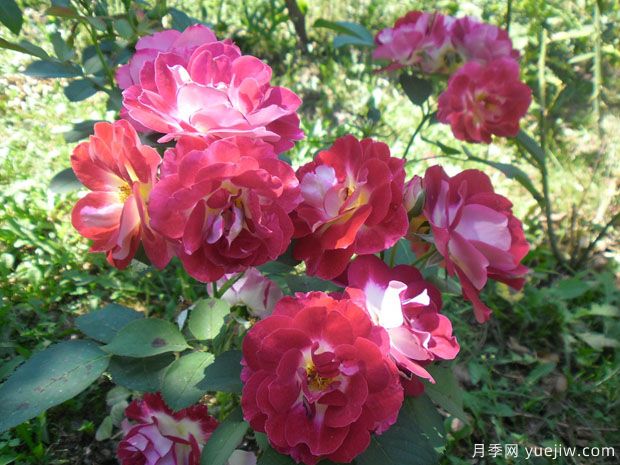 艾琳梅瑞施玫瑰月季(图3)