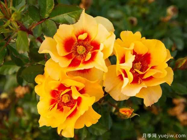 霞舞月季(图1) 霞舞月季(图1)