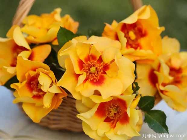 霞舞月季(图2) 霞舞月季(图2)