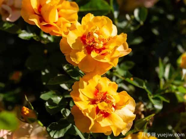 霞舞月季(图3) 霞舞月季(图3)