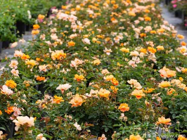 霞舞月季(图4) 霞舞月季(图4)