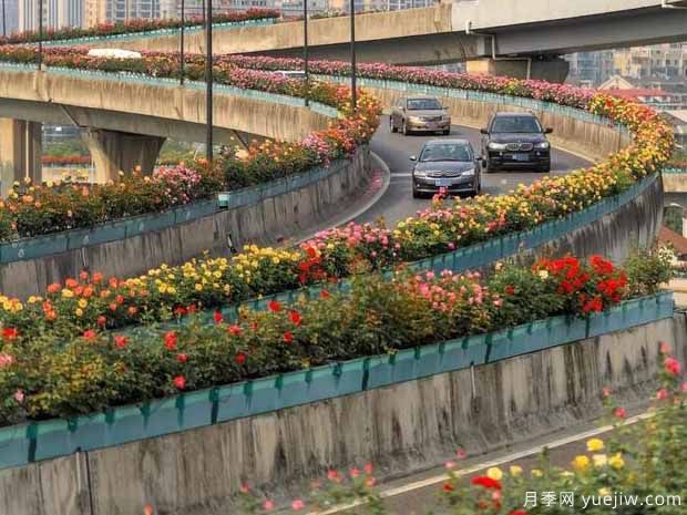 杭州月季应用和景观图集(图6)