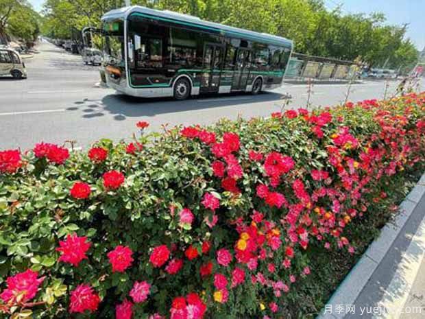 商丘月季市花文化和月季景观(图2)
