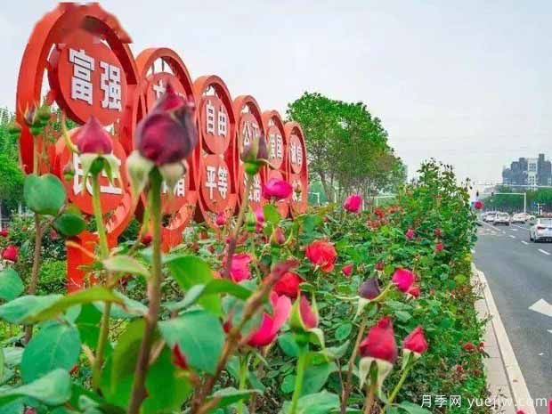 商丘月季市花文化和月季景观(图3)