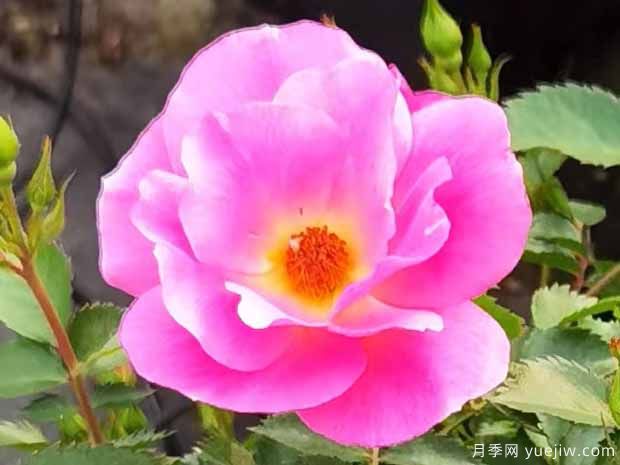 西子日丽月季(图1)