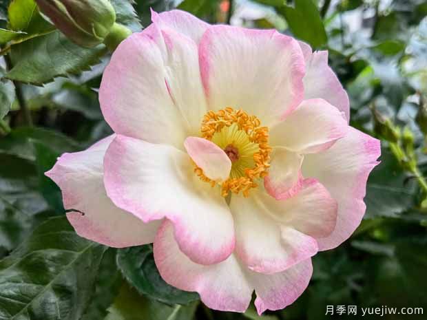 西子景明月季(图1)