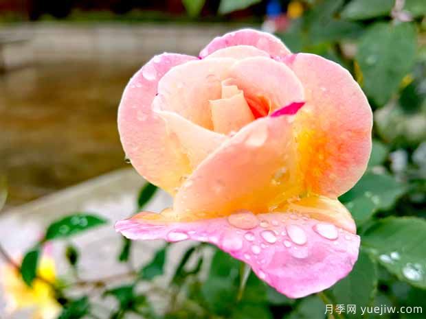 西子流霞月季(图2)