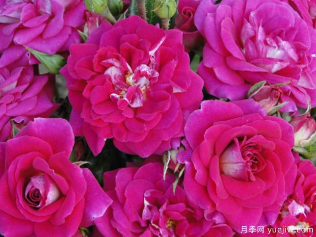 绝配月季(图1)