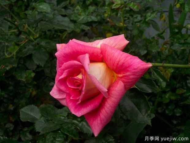 秋天色调月季(图2)