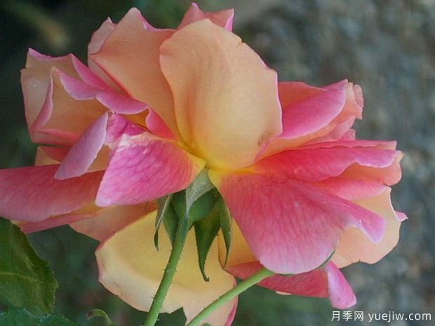 秋天色调月季(图3)