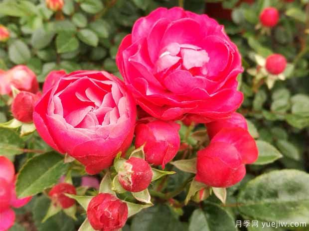 红科斯特月季/红柯斯特月季(图4) 红柯斯特月季/红科斯特月季(图4)