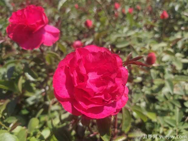 红科斯特月季/红柯斯特月季(图1) 红柯斯特月季/红科斯特月季(图1)