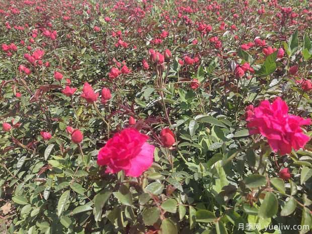 红科斯特月季/红柯斯特月季(图2) 红柯斯特月季/红科斯特月季(图3)