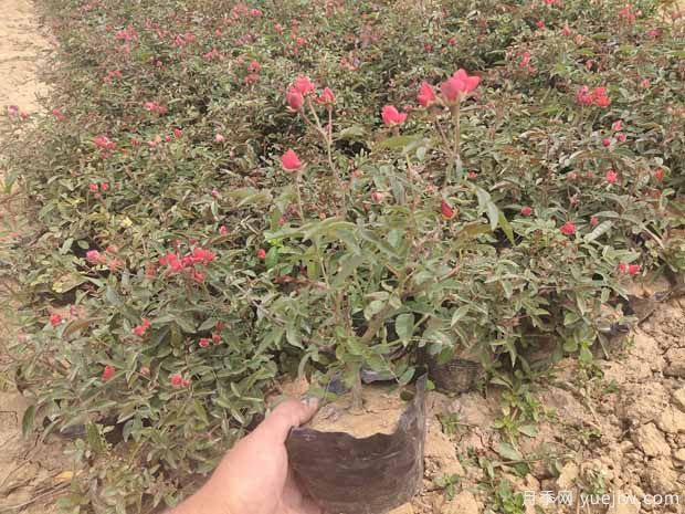 红科斯特月季/红柯斯特月季(图5) 红柯斯特月季/红科斯特月季(图5)