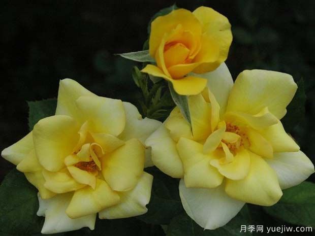 慈悲的朋友月季(图1)