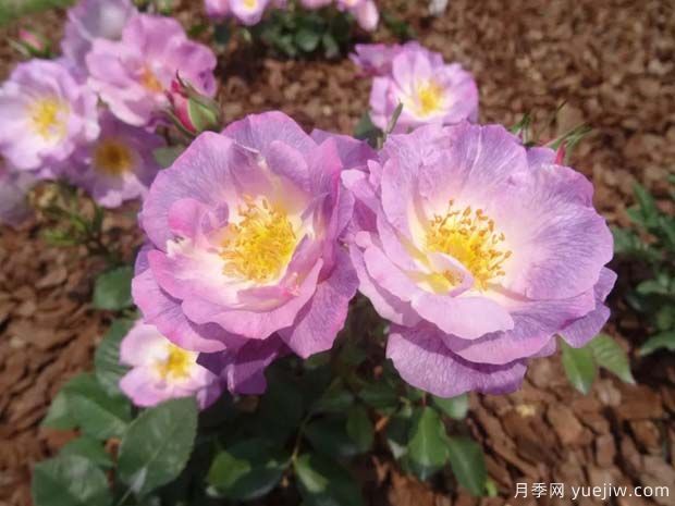 蓝色梦想月季 ,梦幻的蓝紫色,让人一眼难忘(图2) 蓝色梦想月季 ,梦幻的蓝紫色,让人一眼难忘(图2)