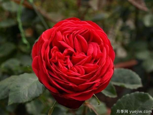 钢琴月季(图1) 钢琴月季/红钢琴月季(图1)