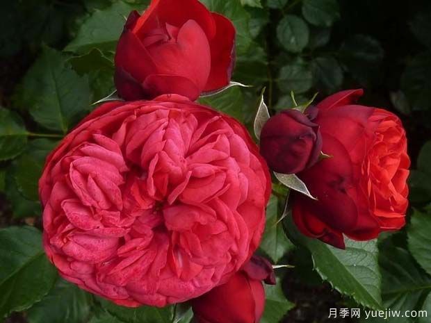钢琴月季(图2) 钢琴月季/红钢琴月季(图2)